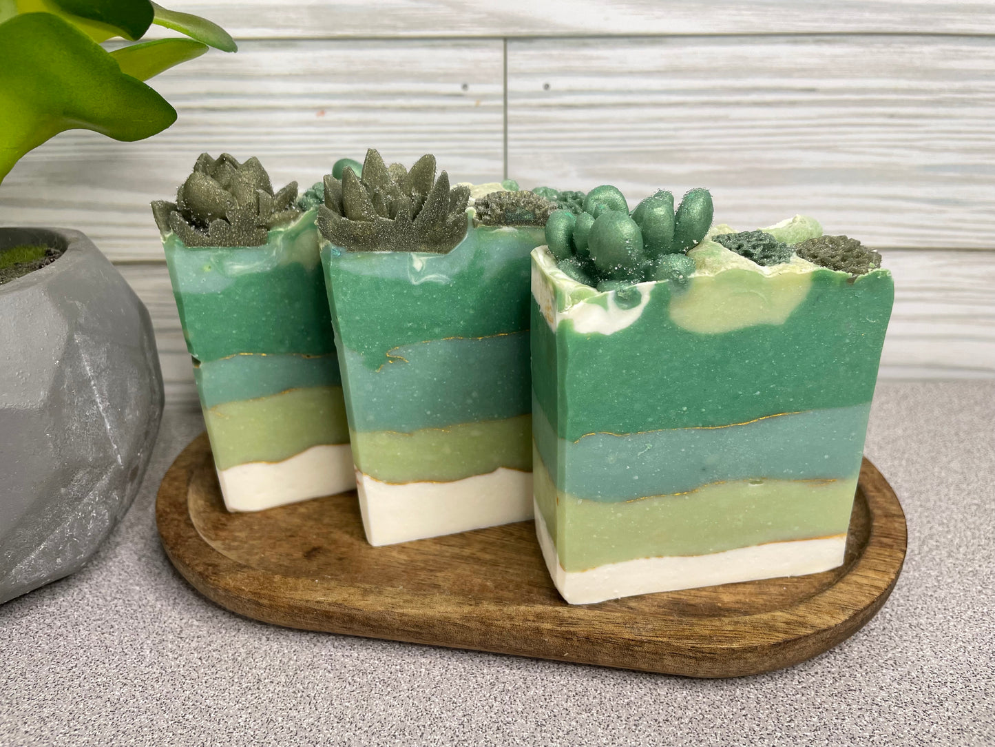 Succulent Dream